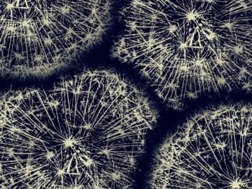 aerial view of dandelions